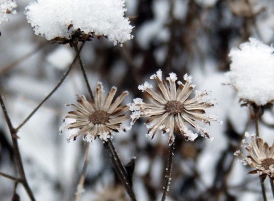 2017-01-18 Gartenimpressionen 4.jpg
