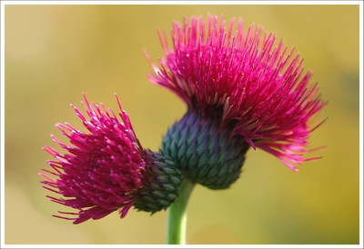 Distel_1_10-11-2006.jpg
