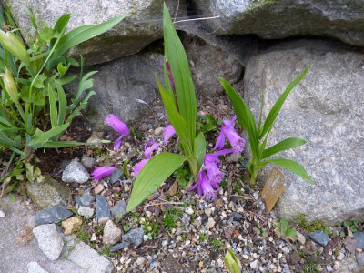 Pleione_limprichtii_23.05.2015.JPG