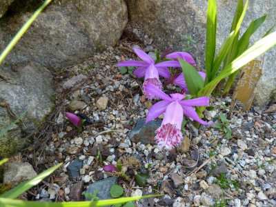 Pleione_limprichtii_14.05.2015.JPG