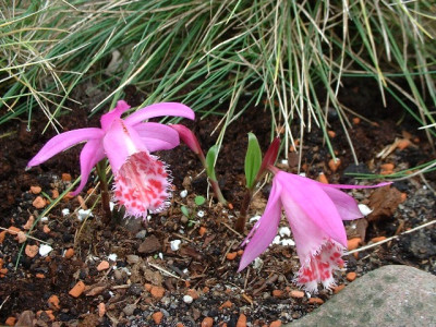 DSCF0062_1950.JPG