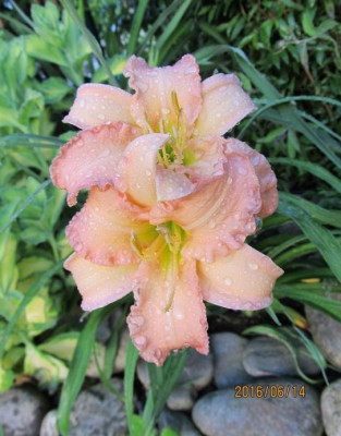 Stella-s Ruffled Fingers small_0810.jpg