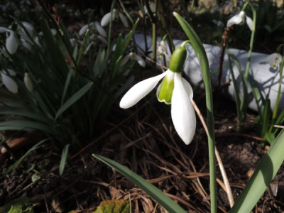 G.grüne Ostern - Saxdorf.JPG