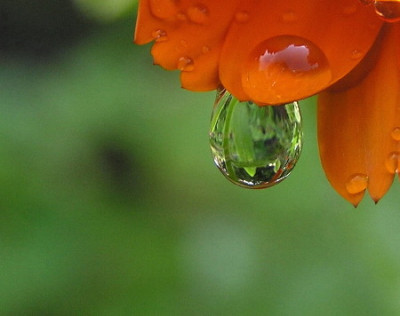 Calendula-Tropfen-2a.jpg