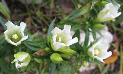 10.11.06.Gentiana_wei_001.JPG