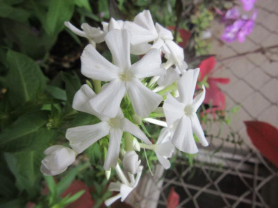 IMG_8926.JPG