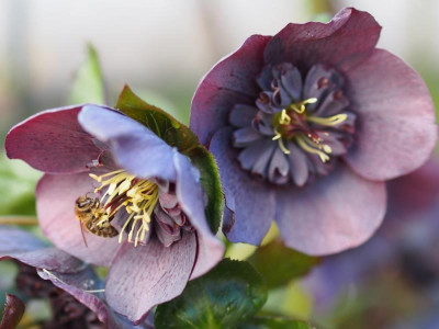 BlueAnemone1a_2016.jpg