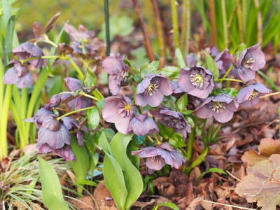 BlueAnemone1_2016.jpg