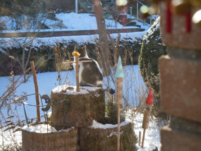 Vögel.JPG