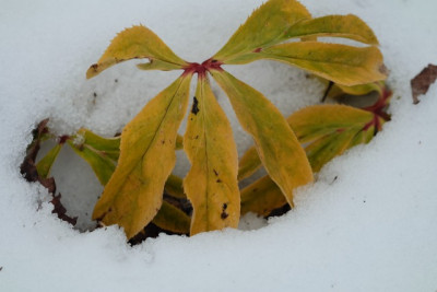 DSCF0531_1954.JPG