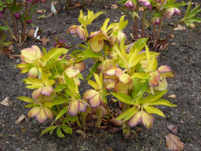 Helleborus.K&L2.JPG