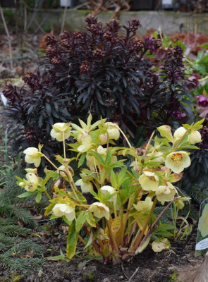 Helleborus-SuperYellow.16-3.jpg