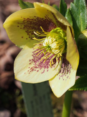 HelliGelberSchmetterling1_2016.jpg