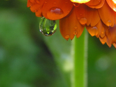 Calendula-Tropfen-3a.jpg