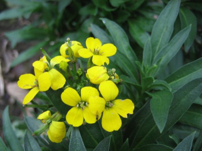Erysimum_37421.jpg