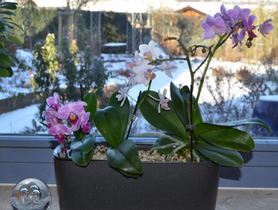 Phalaenopsis.17-1.jpg