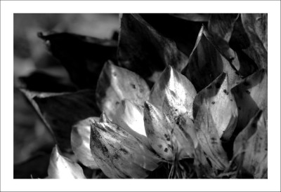 Artischocke_1_sw_10-11-2006.jpg