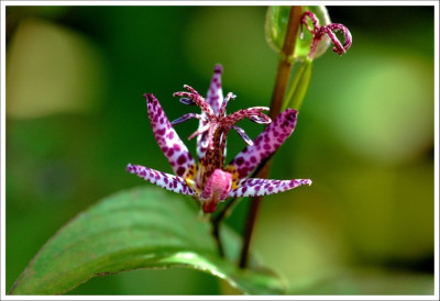 Tricyrtis_1_10-11-2006.jpg