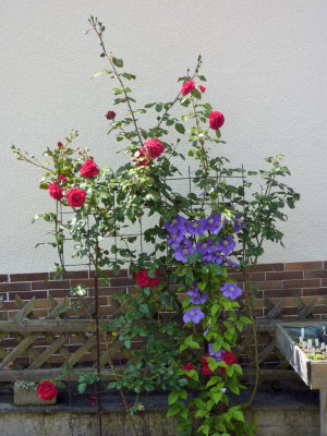 Kletterrose_Musimara__+_Clematis_General_Sikorski_09.07.2011.jpg