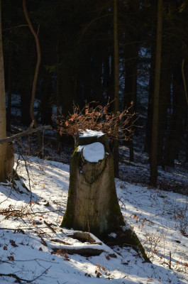 Winterimpressionen.17-20.jpg