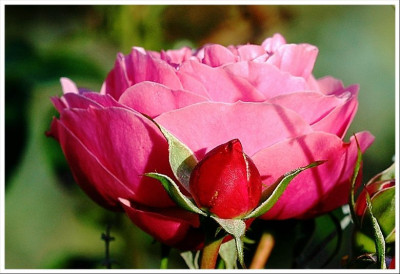 Rosa_Leonardo_da_Vinci_1_10-11-2006.jpg