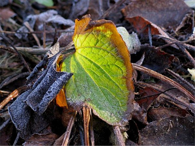 Blatt_im_Gegenlicht_mit_Frost.jpg