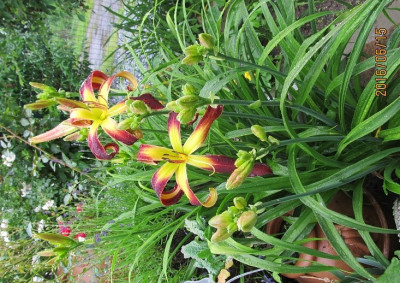 Helix small_0846.jpg