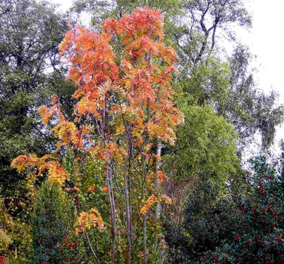 Sorbus-hupehensis.jpg