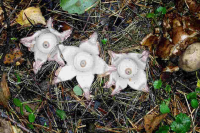 Geaster-triplex.jpg