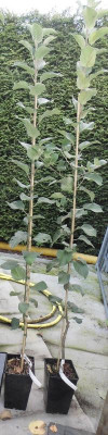 DSCI0563.JPG