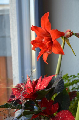 Hippeastrum-klein-gefüllt.17-1.jpg