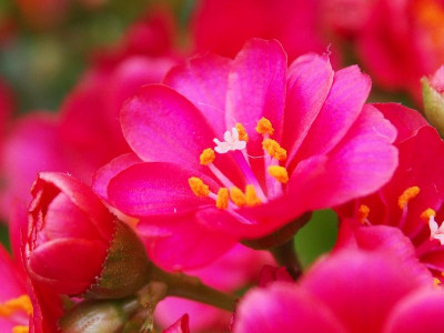 Lewisia PC260301.JPG