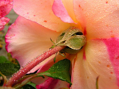 Rose_Auguste_Luise_von_hinten_im_Nov.jpg