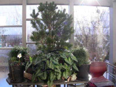 die Kiefer, Pinus sylvestris 'Watereri',  ist kein Weihnachtsbaum dieses Jahr DSCN8846.JPG
