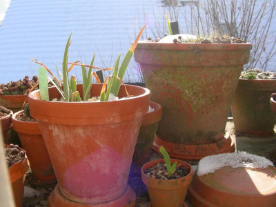 Bart-Iris auf dem Dach DSCN8851.JPG