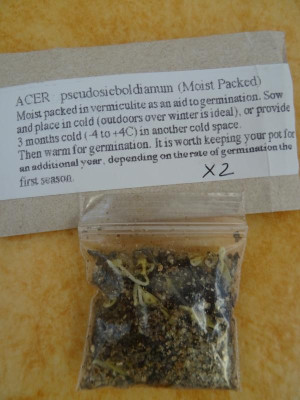 Acer pseudosieboldianum Germination Januari 2017.JPG