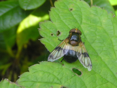noname-Fliege-1.jpg