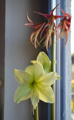 Hippeastrum-FreshLemon.17-1.jpg