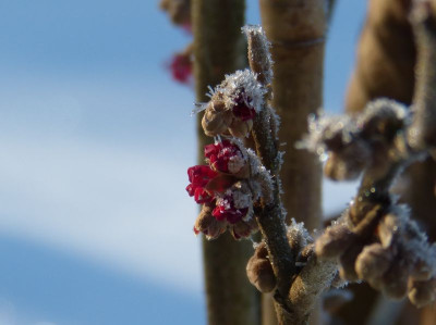 2017-01-22 Hamamelis 'Amethyst' 3.jpg