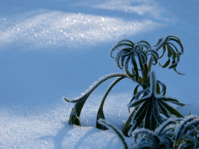 2017-01-22 Gartenimpressionen 1.jpg