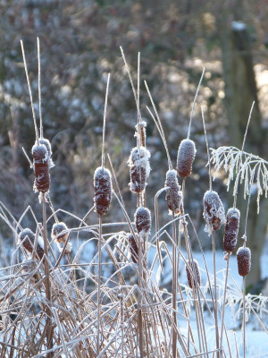 2017-01-22 Gartenimpressionen 3.jpg