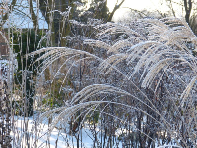 2017-01-22 Gartenimpressionen 4.jpg