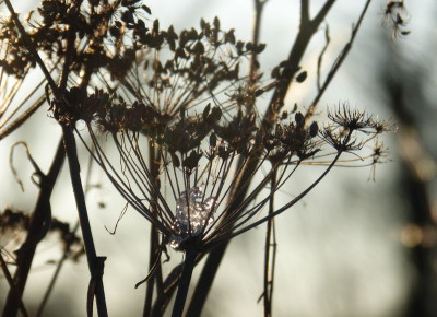 2017-01-22 Gartenimpressionen 7.jpg