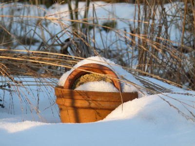 2017-01-22 Gartenimpressionen 13.jpg
