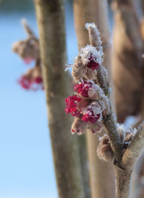 2017-01-22 Hamamelis 'Amethyst' 4.jpg