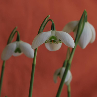 GidW - NATHALIE GARTON.jpg