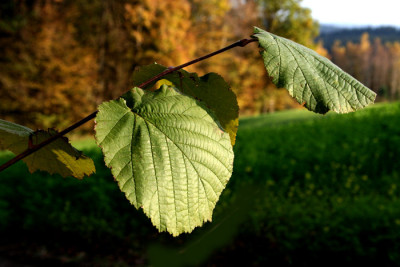 Spatherbst-15.jpg