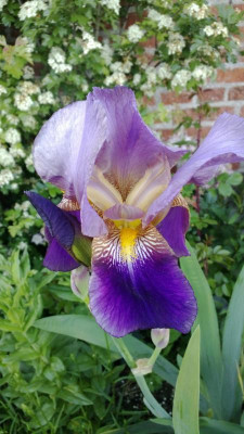 Blaugelb steffen 95cm.jpg