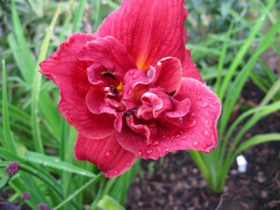 IMG_zella virginia x grape velvet_1067x800.jpg