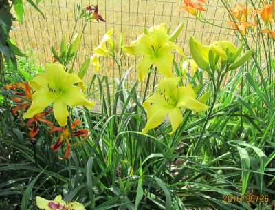 IMG_1198 Osterized small.jpg